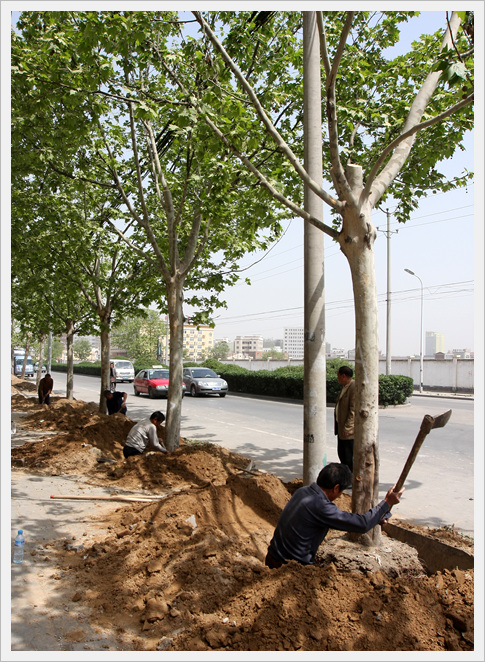 行动快  重实效 市园林绿化部门积极配合京沙工程建设步伐